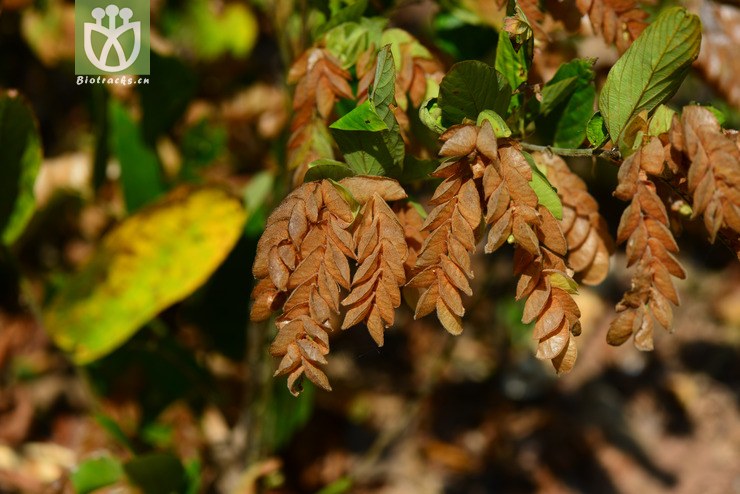 球穗千斤拔(flemingia strobilifera(13.