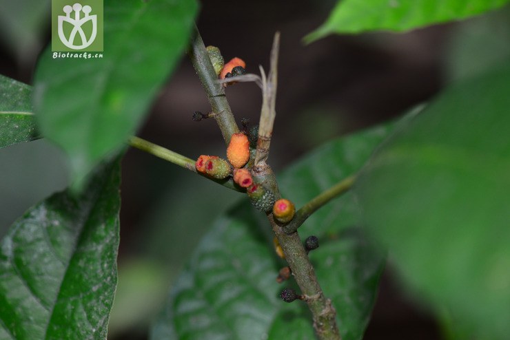 山榕(ficus heterophylla(0.jpg 相邻时间拍摄的照片 张