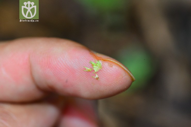 二萼丰花草(borreria repens(4.jpg 相邻时间拍摄的照片 张
