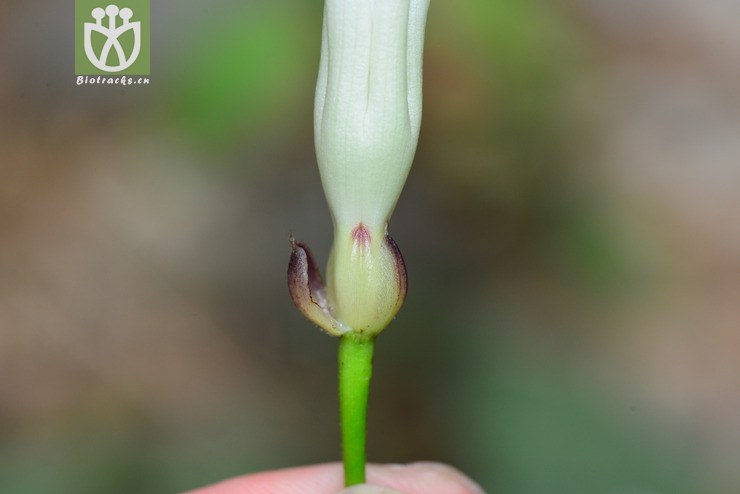 山猪菜(merremia umbellata subsp orientalis(8.