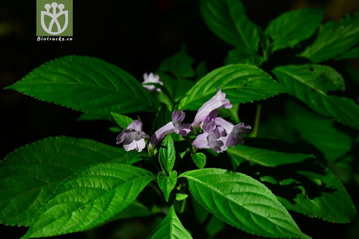 板蓝(strobilanthes cusia(11.jpg 相邻时间拍摄的照片 张