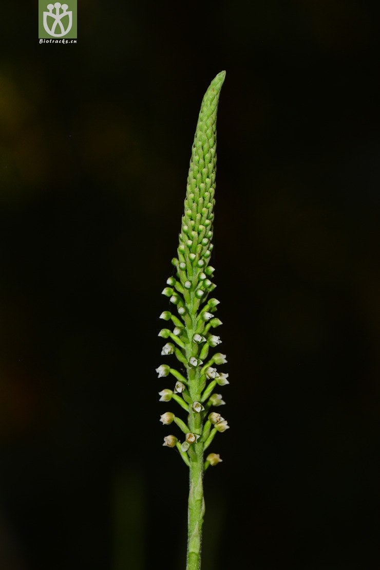 高斑叶兰(goodyera procera) (16).jpg 相邻时间拍摄的照片      张