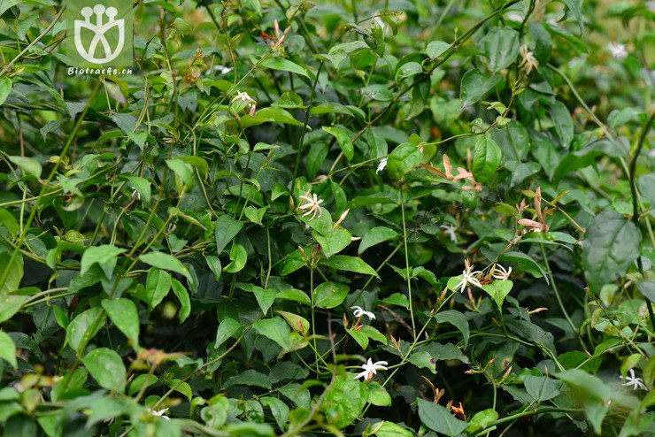 青藤仔(jasminum nervosum) (1).jpg 相邻时间拍摄的照片      张