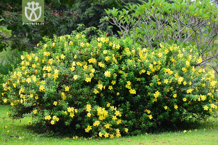 黄蝉(allamanda schottii) (8).jpg 相邻时间拍摄的照片      张