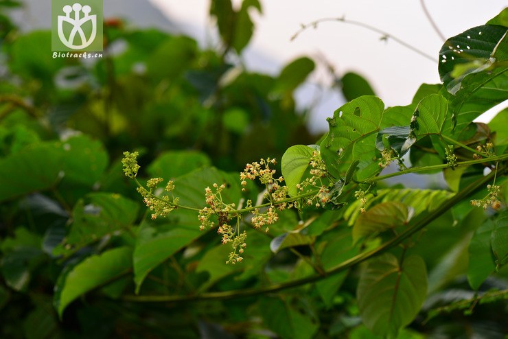 全缘刺果藤(byttneria integrifolia) (14).