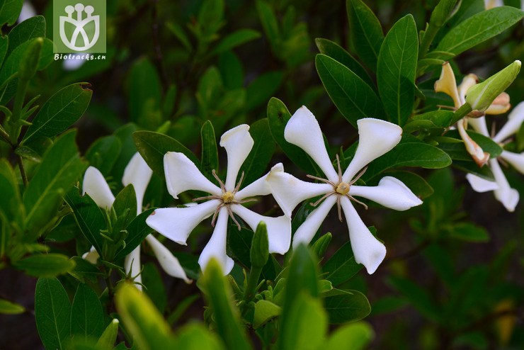 栀子(gardenia jasminoides) (3).jpg 相邻时间拍摄的照片    31张