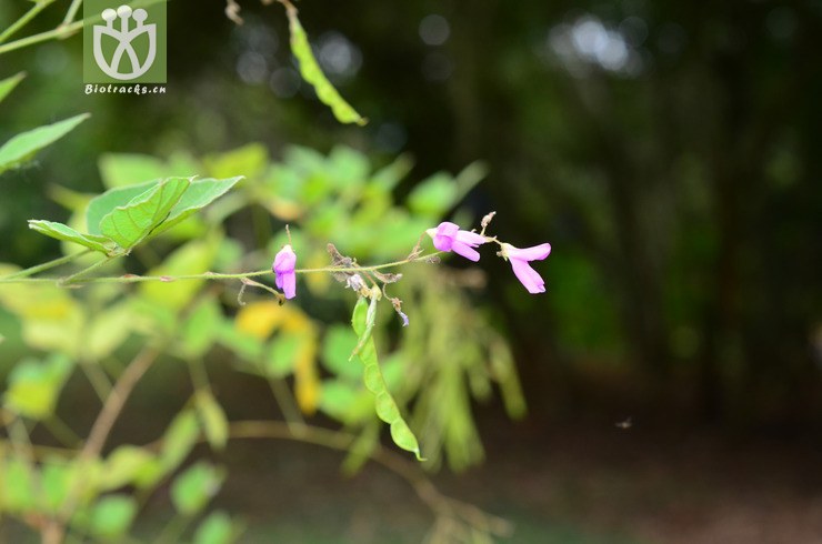 圆锥山蚂蝗(desmodium elegans) (4).jpg 相邻时间拍摄的照片      张