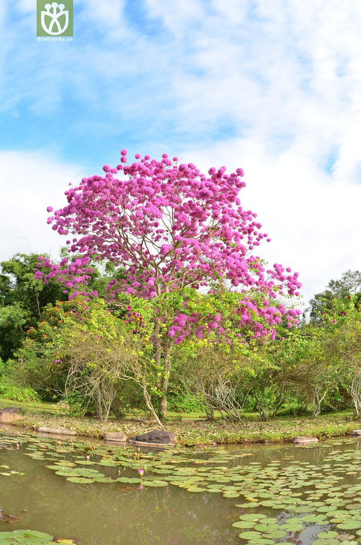紫花风铃木(handroanthus impetiginosus) (55).