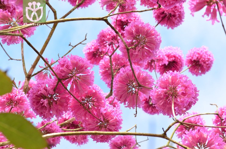 紫花风铃木(handroanthus impetiginosus) (48).