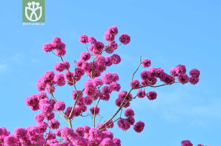 紫花风铃木(handroanthus impetiginosus) (43).