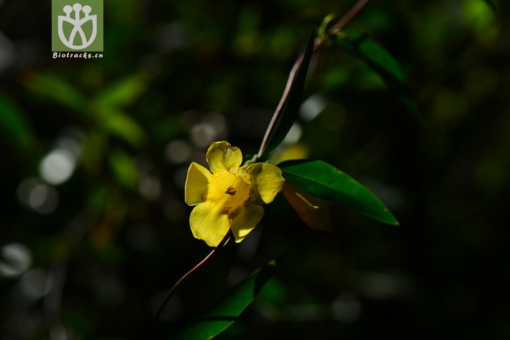 北美钩吻(gelsemium sempervirens) (1).