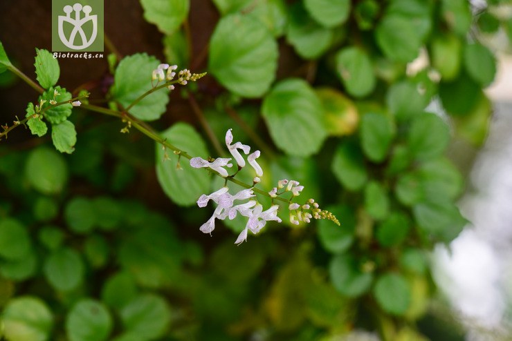 如意蔓(plectranthus verticillatus) (0).