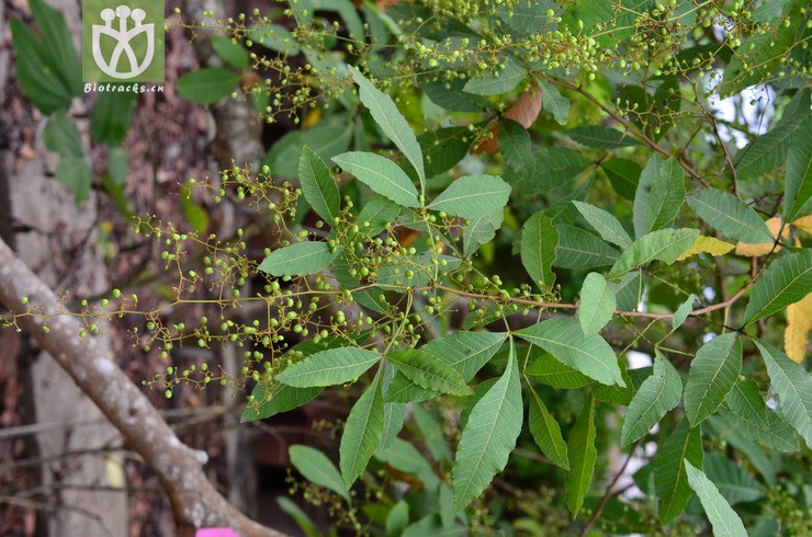100% 三叶漆(terminthia paniculata) (0).