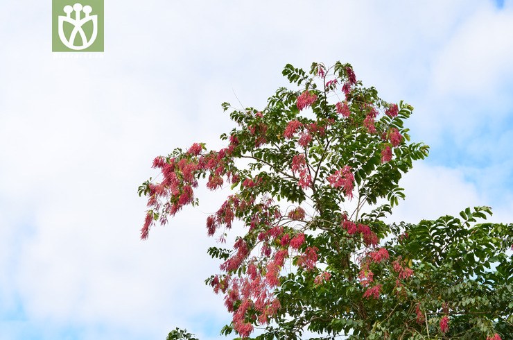 千果榄仁(terminalia myriocarpa) (15).