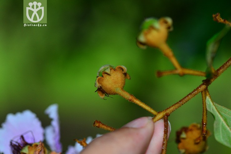 毛萼紫薇(lagerstroemia balansae(5.