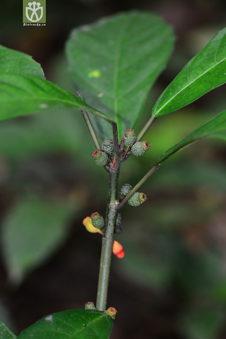 山榕(ficus heterophylla(1.jpg 相邻时间拍摄的照片 张