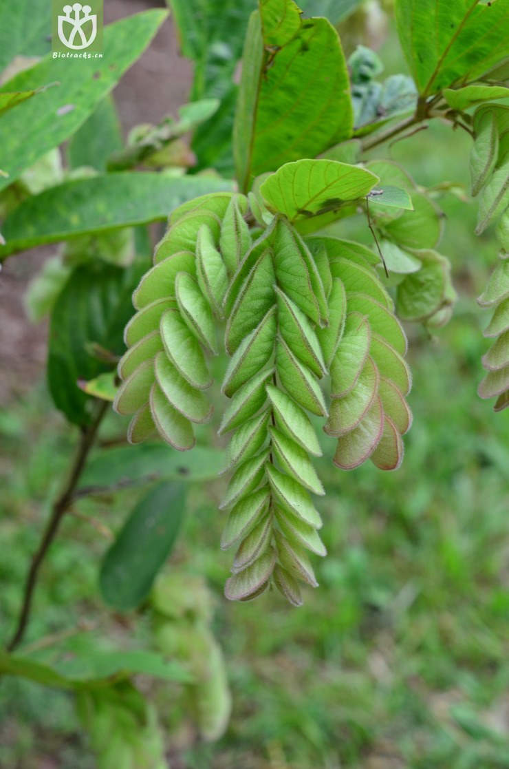 球穗千斤拔(flemingia strobilifera) (14).