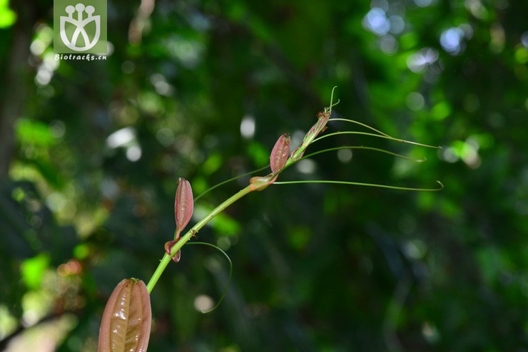 穿鞘菝葜(smilax perfoliata(7.jpg 相邻时间拍摄的照片 张