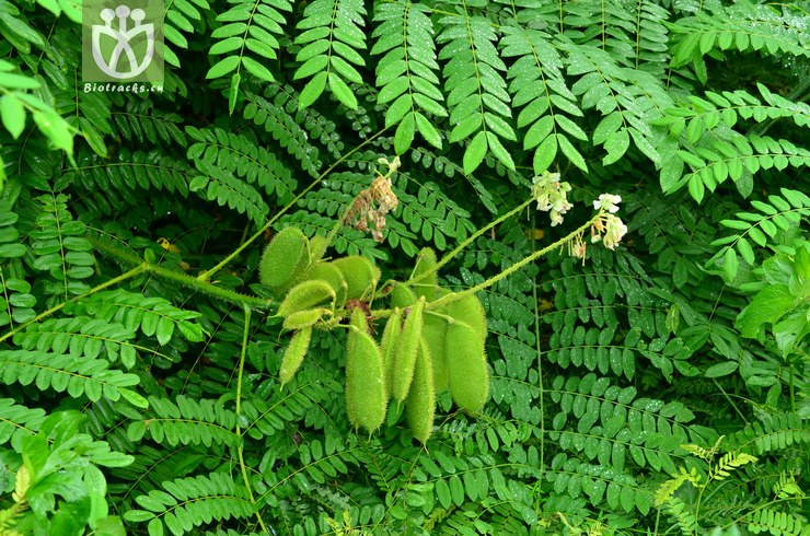 100 喙荚云实(caesalpinia minax(8.