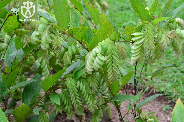 球穗千斤拔(flemingia strobilifera) (20).