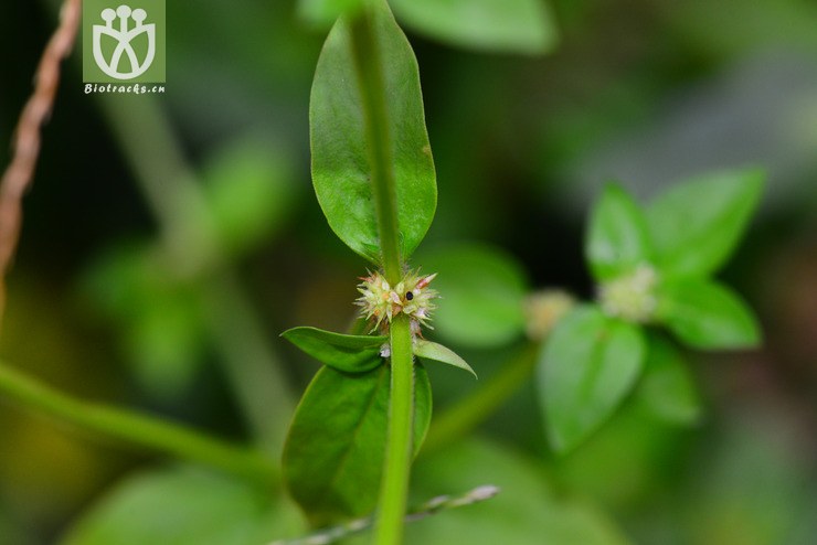 二萼丰花草(borreria repens(3.jpg 相邻时间拍摄的照片 张