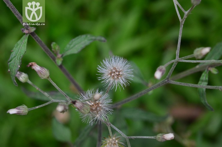 夜香牛(vernonia cinerea) (6).jpg 相邻时间拍摄的照片      张