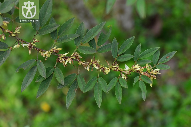 单节假木豆(dendrolobium lanceolatum) (0).