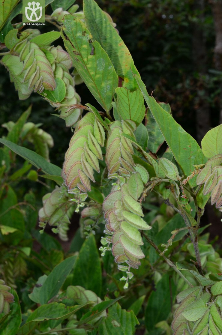 球穗千斤拔(flemingia strobilifera) (0).