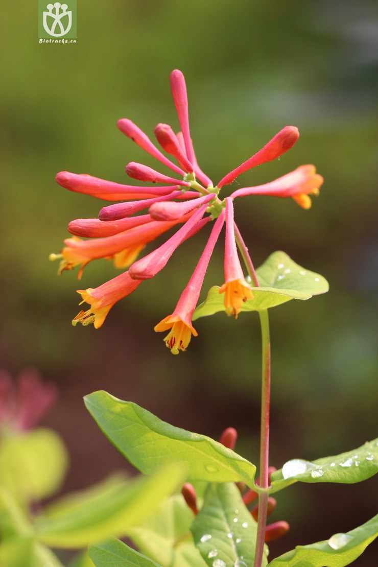 贯月忍冬(lonicera sempervirens) (6).