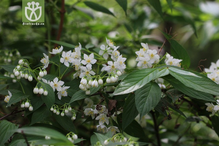 异色溲疏(deutzia discolor(2.jpg 相邻时间拍摄的照片 张