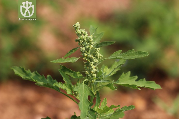 100% 小藜(chenopodium ficifolium) (0).