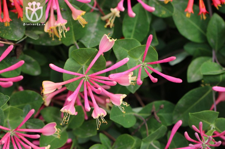 金红久忍冬(lonicera heckrottii(3.