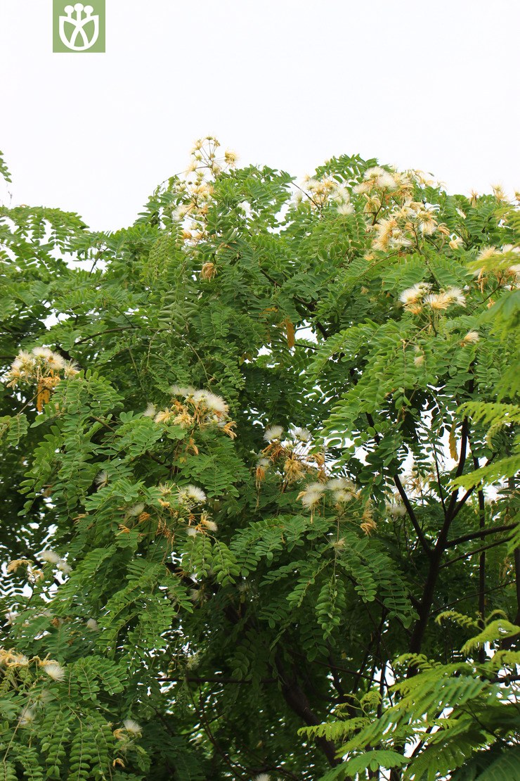 山槐(albizia kalkora) (8).jpg 相邻时间拍摄的照片      张