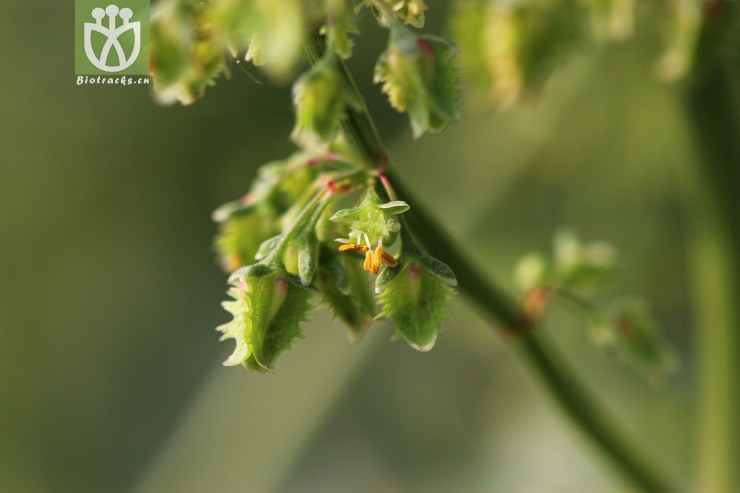 齿果酸模(rumex dentatus(9.jpg 相邻时间拍摄的照片 张