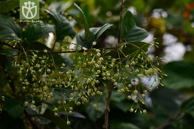 倒心盾翅藤(aspidopterys obcordata(40.