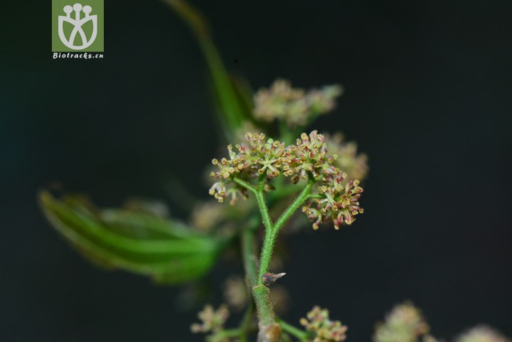 假玉桂(celtis timorensis(24.jpg 相邻时间拍摄的照片 31张
