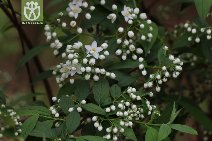 异色溲疏(deutzia discolor(0.jpg 相邻时间拍摄的照片 张