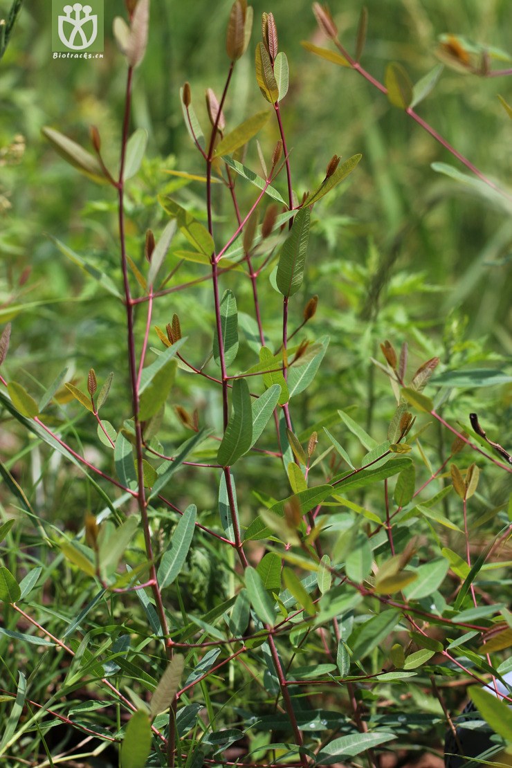 罗布麻(apocynum venetum) (0).jpg 相邻时间拍摄的照片      张