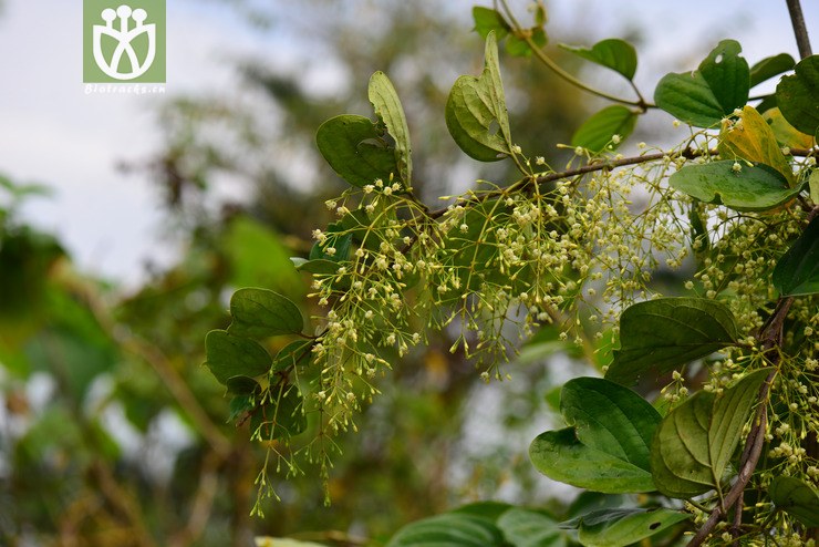 倒心盾翅藤(aspidopterys obcordata(49.