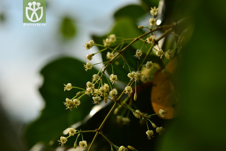 倒心盾翅藤(aspidopterys obcordata(39.