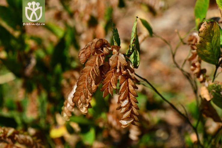 球穗千斤拔(flemingia strobilifera(12.