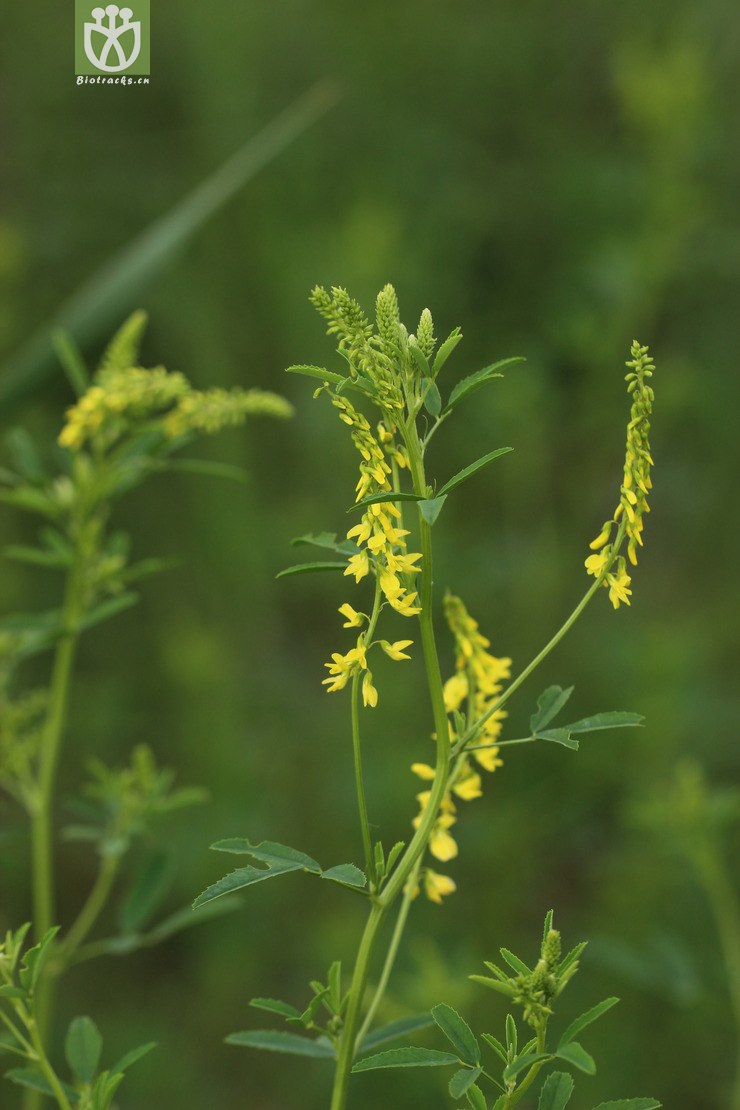 草木犀(melilotus officinalis) (0).jpg 相邻时间拍摄的照片      张