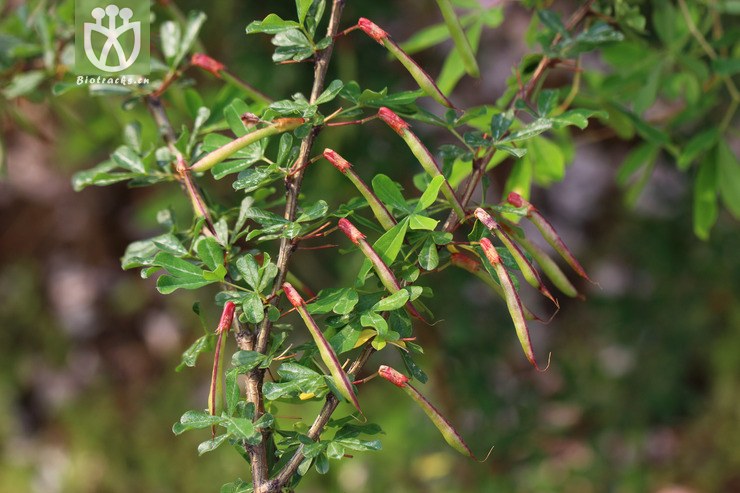 红花锦鸡儿(caragana rosea) (2).jpg 相邻时间拍摄的照片      张