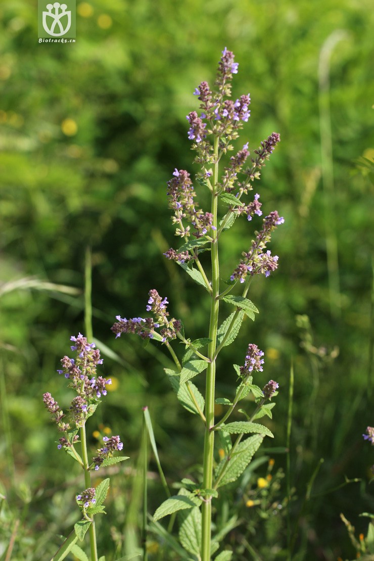 ֦(salvia plebeia) (5).jpg