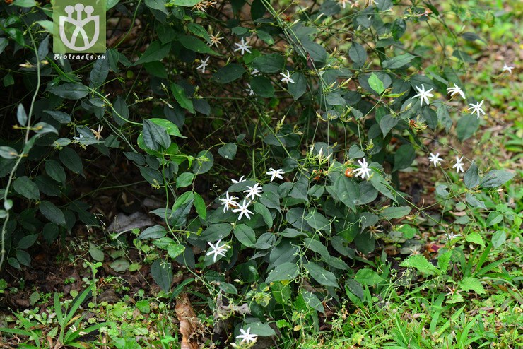 青藤仔(jasminum nervosum) (18).jpg 相邻时间拍摄的照片    31张