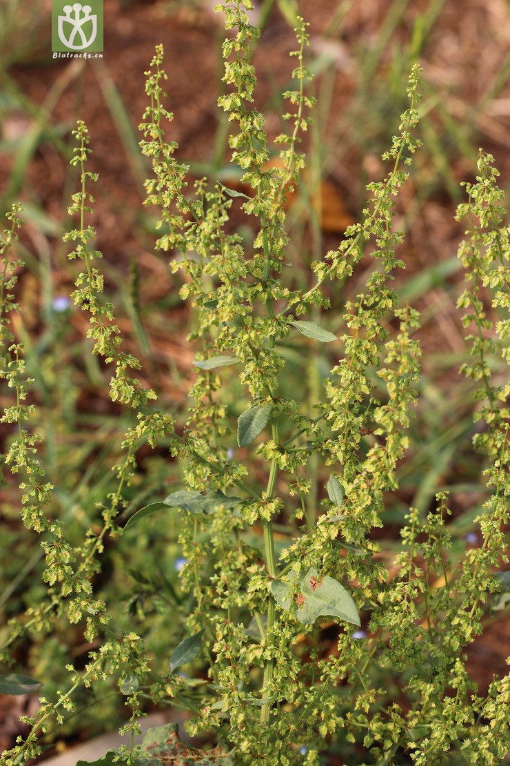 齿果酸模(rumex dentatus(13.jpg 相邻时间拍摄的照片 张