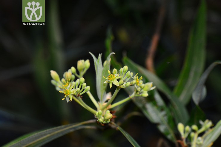 建润楠(machilus oreophila(12.jpg 相邻时间拍摄的照片 31张