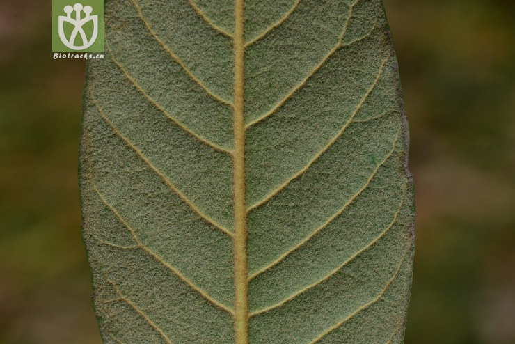 枇杷(eriobotrya japonica) (3).jpg 相邻时间拍摄的照片      张