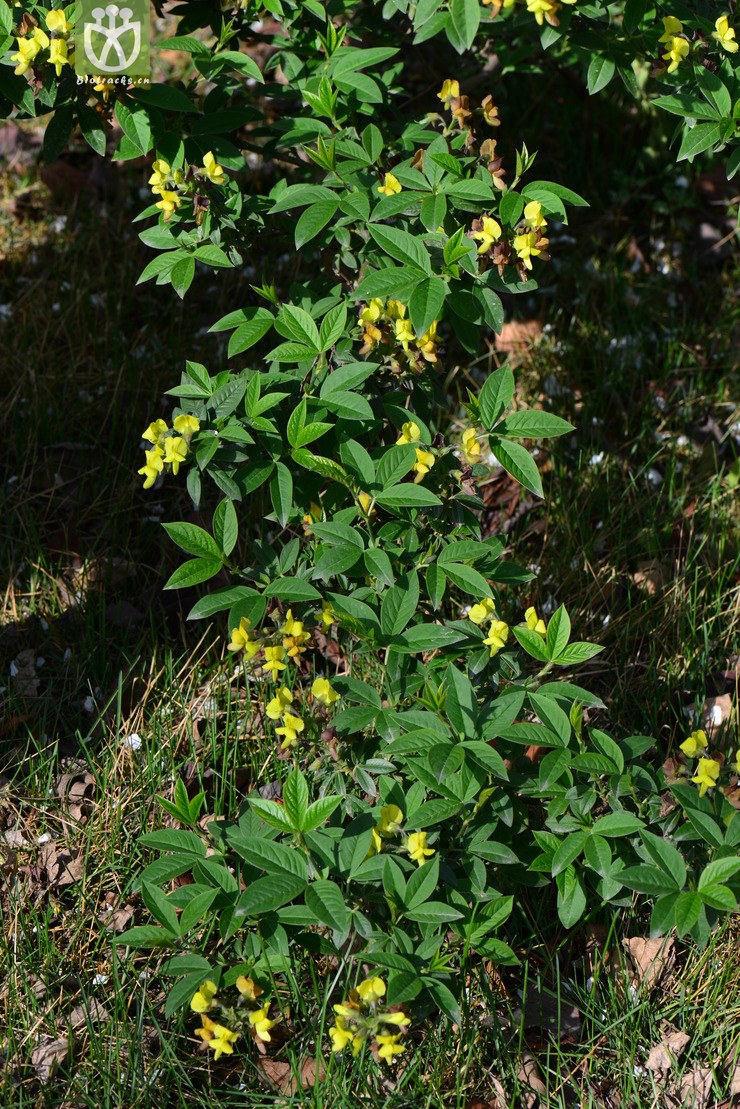 黄花木(piptanthus concolor) (4).jpg 相邻时间拍摄的照片      张