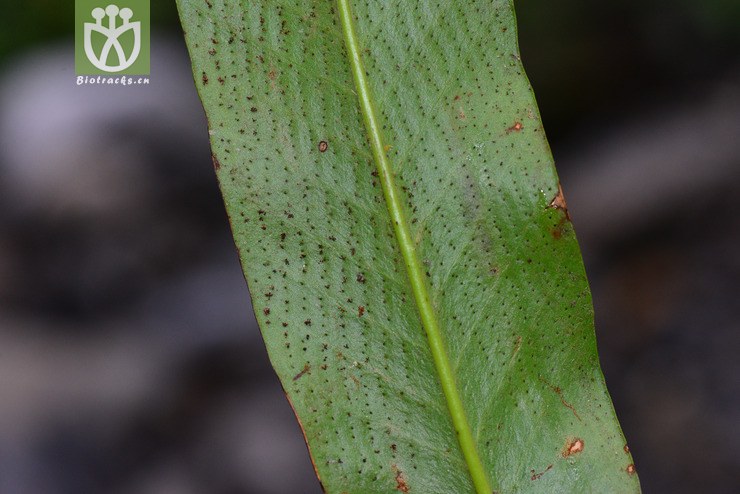 光石韦(pyrrosia calvata) (4).jpg 相邻时间拍摄的照片      张